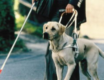 吃瓜娱乐赵小瞒导盲犬,吃瓜娱乐中的温暖瞬间