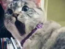 娱乐吃瓜君猫神,猫神荣耀归来，峡谷吃瓜团热议不断