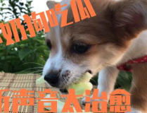 娱乐吃瓜酱小狗吉祥,小狗吉祥的欢乐日常