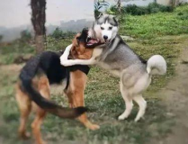 牧羊犬打架,原因、预防和应对策略全解析